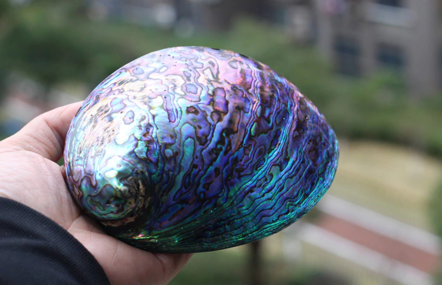 Rare LARGE Abalone Shell 1213CM Shell Natural Shell Craft Etsy Canada