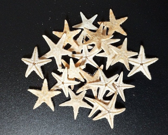 Sea Decoration Decoration, Natural Starfish Shells