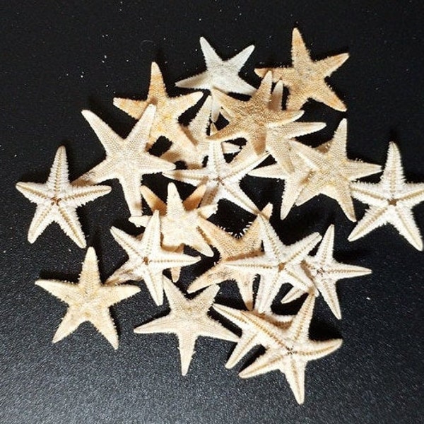 100pcs natural sea star Small Starfish Star Sea Shell Beach Craft Sea Star Decor Seashells Natural Decor jewelry making Decoration