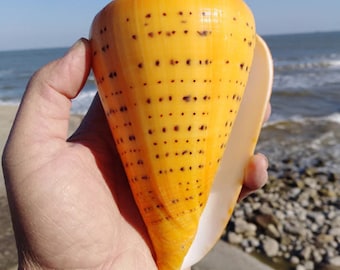 May include: A large, yellow seashell with brown spots. The shell is cone-shaped and has a smooth, white interior.