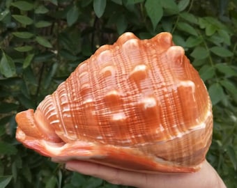 LARGE Decoration Natural Aqumotic Famous Snails Red natural conch Collection Home Decor Ornaments Fish Tank Landscaping Bull's mouth Helmet