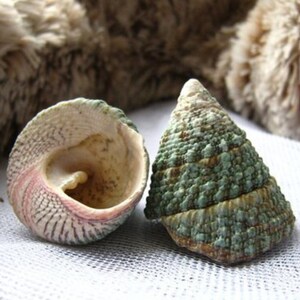 May include: Two seashells, one with a green and brown exterior and a white interior, and the other with a pink and white interior.