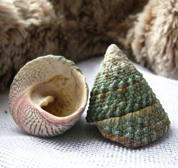 Large Natural Green Bell Conch Shell, Specimen Decoration (9-12cm)