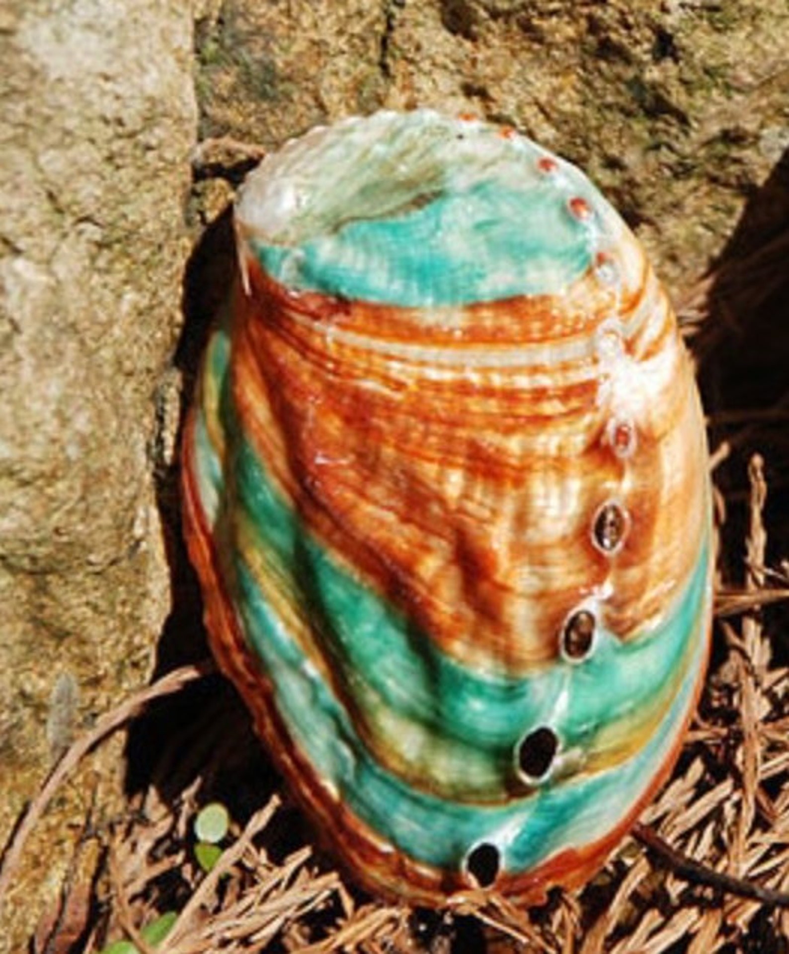 78cm Rare Abalone Shell Natural Conch Shell Fish Tank Etsy