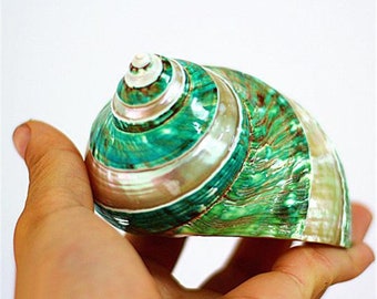 AAA LARGE Green Turban Natural Shell & Conch Fish Tank Aquarium Landscaping Ornaments Natural Decor Seashells home Decoration