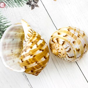 8-10cm LARGE Turban Natural Shell Shell & Conch Fish Tank Aquarium ...