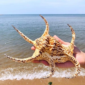 rare 12-15 cm Natural large conch shells | Natural Water Conch Shells Hexagonal Conch Treasure Collection