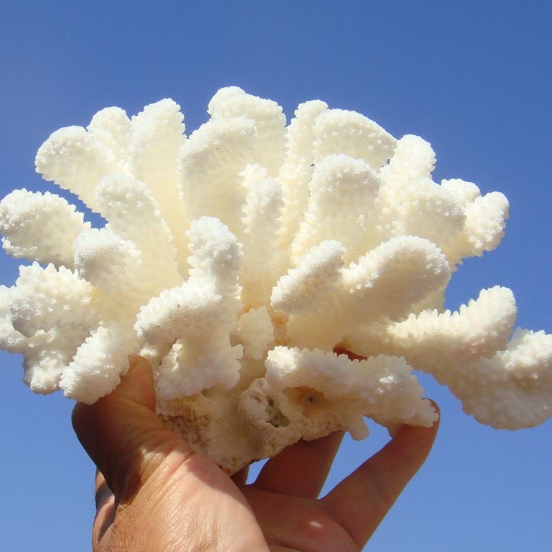 1214cm LARGE Natural Coral Sea White Coral Tree Aquarium Etsy