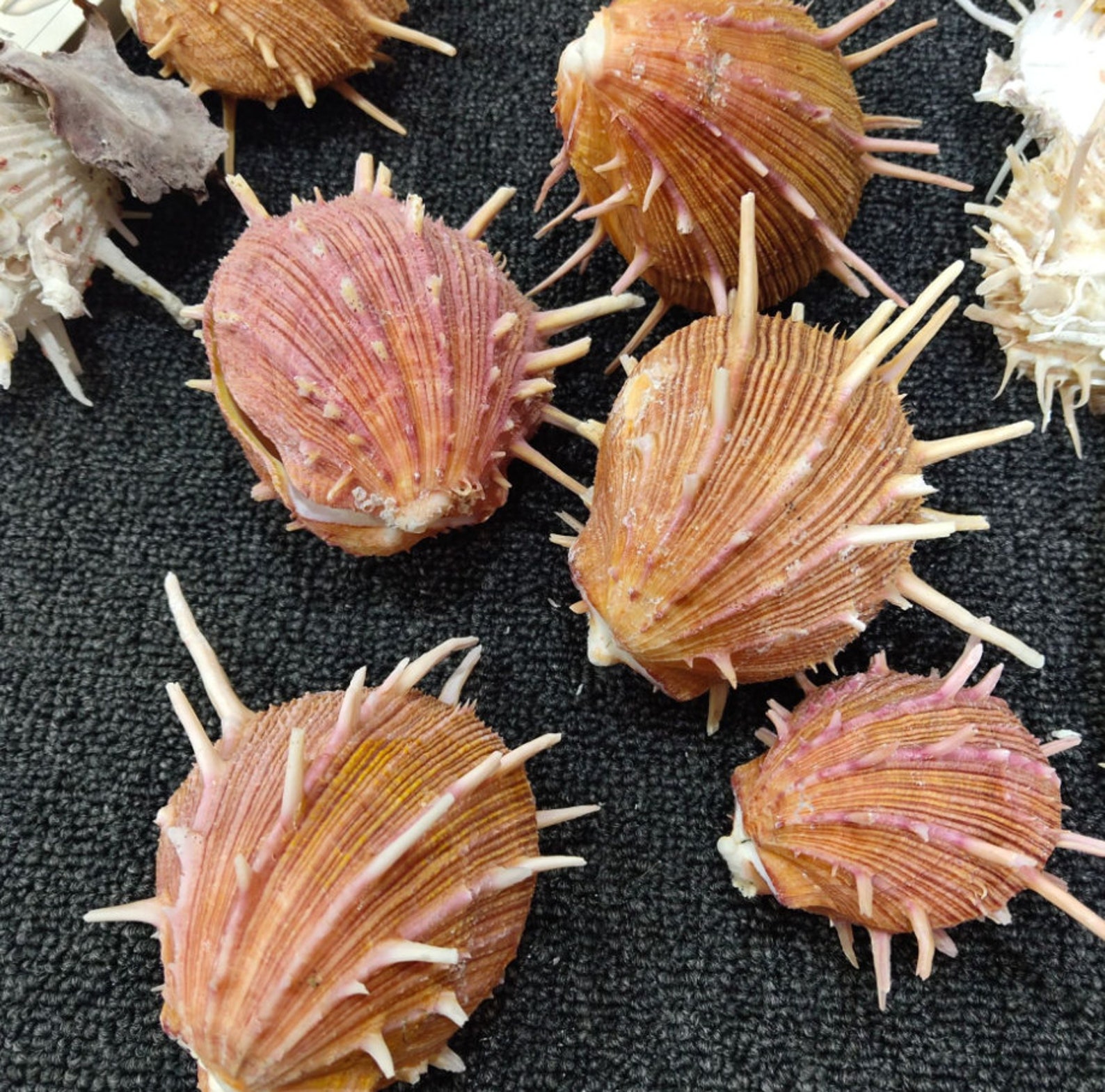 0713cm LARGE Natural Conch Shells Fish Tank Aquarium Etsy