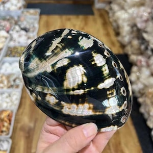 Large black and white Abalone Shell Natural Sea Decor (10-15 cm)