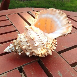 Large Natural Conch Shell: Marine Sea Decoration (25cm) - Etsy