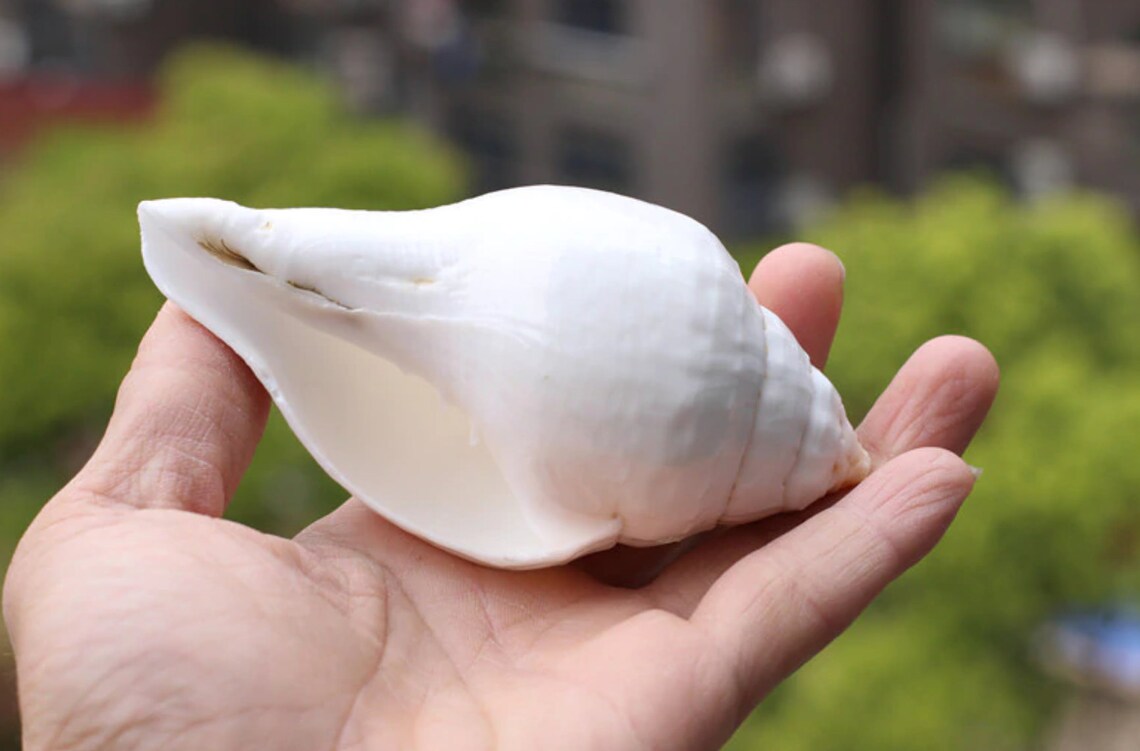 AAA Large 1214CM Natural Conch White Conch Seashell Shell Etsy UK