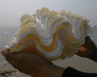 大きな貝、約100歳 約20 × 25 × 20センチ￼ 大きな貝、約