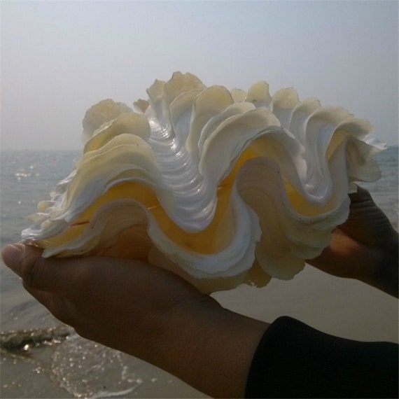 法螺貝　最大25cm、シャコガイ、珊瑚セット 法螺貝 最大25cm、シャコガイ、珊瑚セット