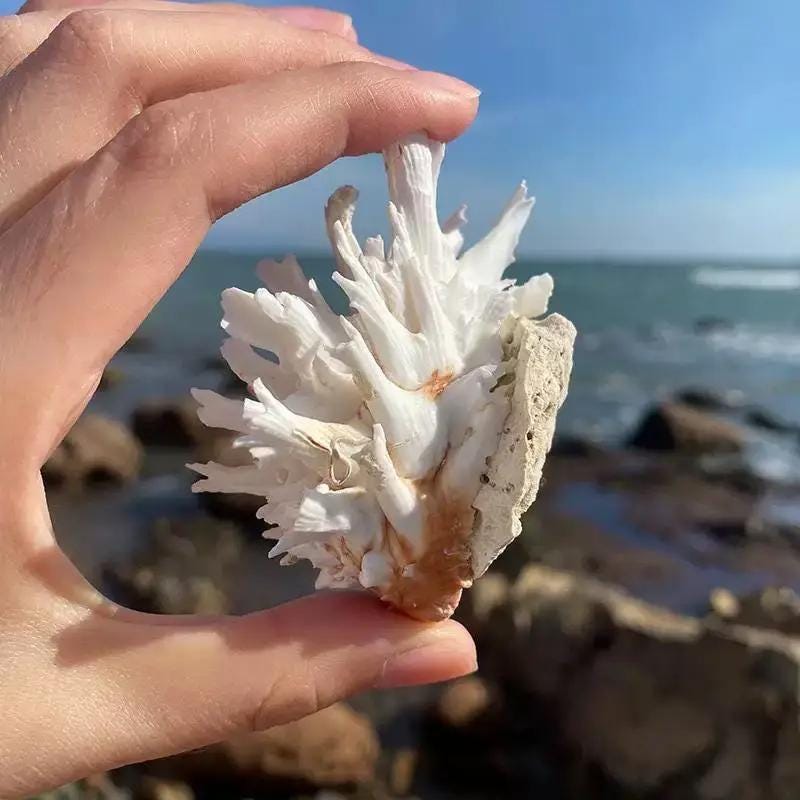 Large White Conch Shell: Natural Sea Aquarium Decoration (7cm, 1pc - Etsy