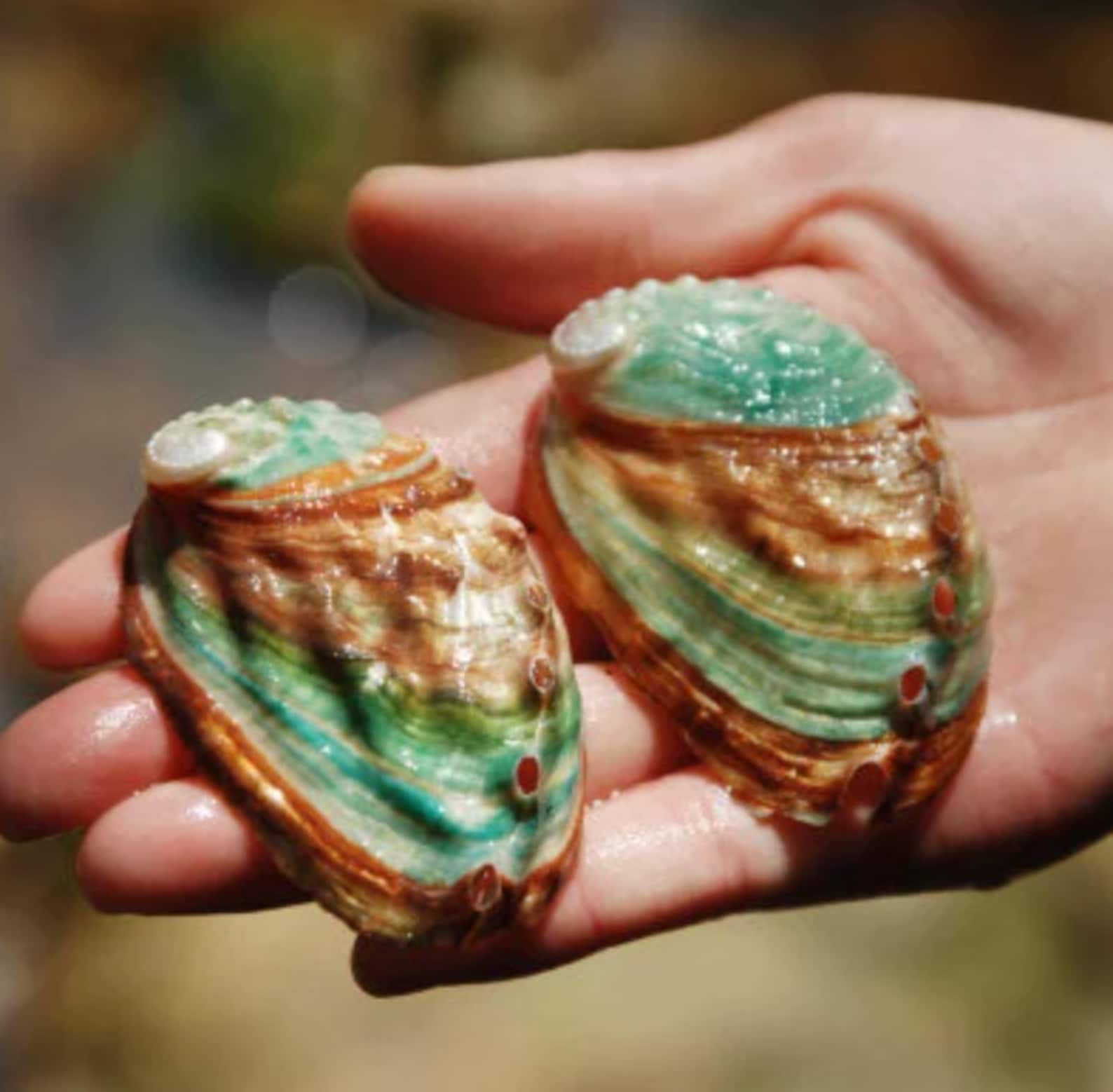 78cm Rare Abalone Shell Natural Conch Shell Fish Tank Etsy