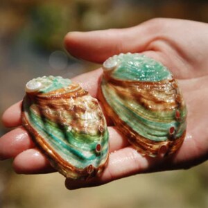 May include: Two abalone shells with iridescent green, blue, and brown patterns. The shells are held in a hand.