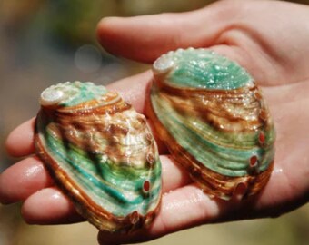 希少なアワビの貝殻（7～8cm）：水槽の景観に使える天然の巻き貝