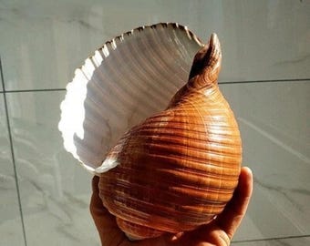 AAA large rare Natural conch shell snails, aquarium home decor, gift ornaments collection