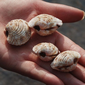 May include: Four seashells in a hand. The shells are white with brown stripes and have a slightly open shape.