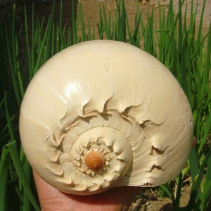 Può includere: Una grande conchiglia bianca con un motivo a spirale e una finitura liscia e lucida. La conchiglia è tenuta in una mano, con erba verde sullo sfondo.