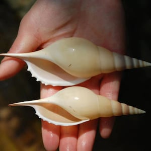 LARGE rare Natural Conch Shells Long Snails Dafa Screw , 9-10cm Martin Proboscis Natural Conch Shell Fish Tank Landscaping Collection Rare