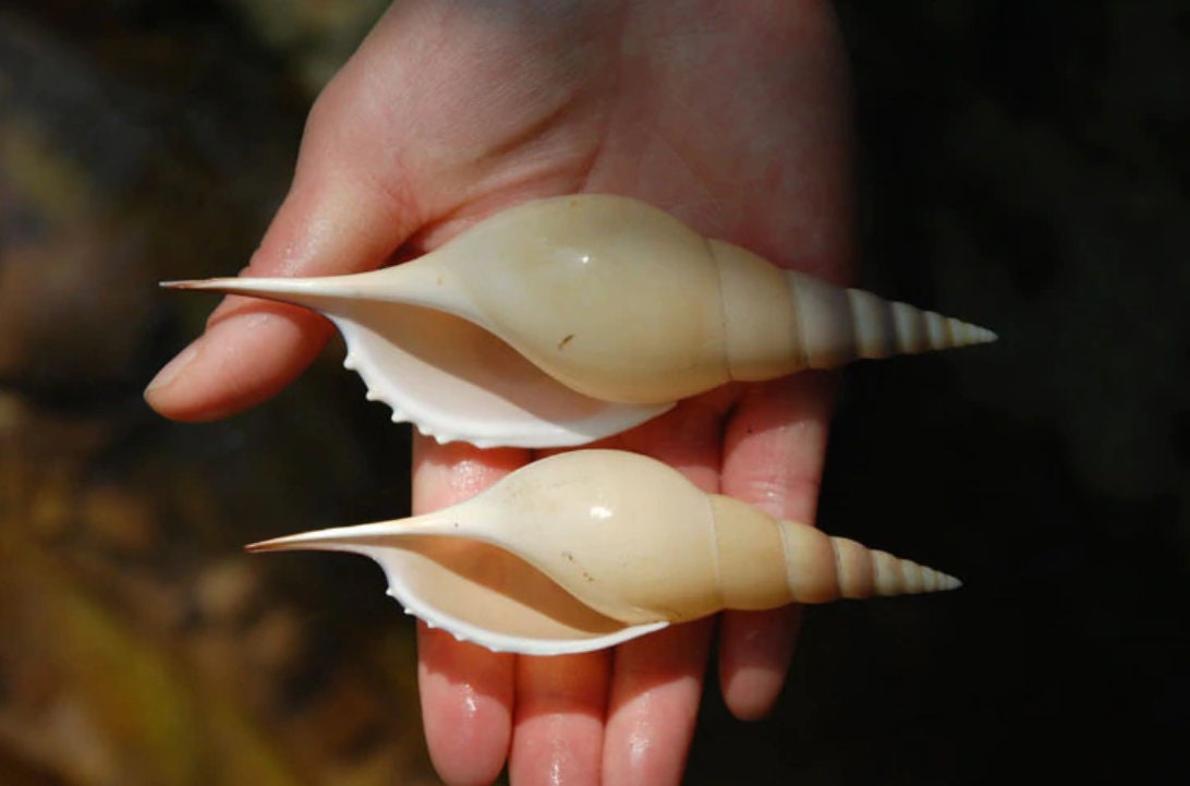 LARGE Rare Natural Conch Shells Long Snails Dafa Screw Etsy UK