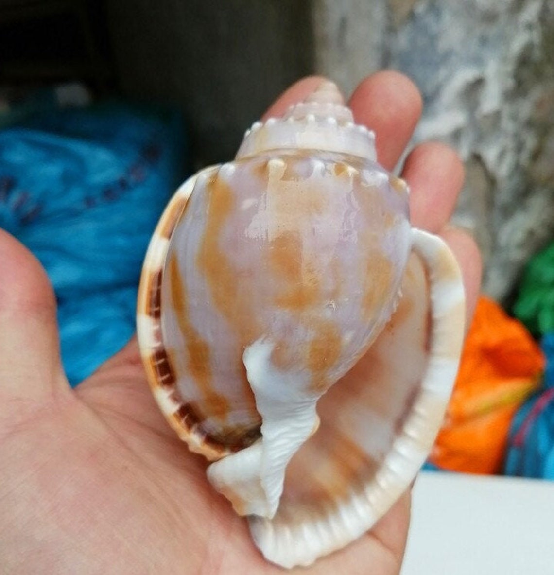 810cm LARGE Natural Conch Shell Rare Collection Specimen Etsy