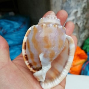 2PCS LARGE Natural Conch Shells Snails , rare collection specimen snail , Crab Conch fish tank Decoration , Home Decoration Seashells 8-10cm
