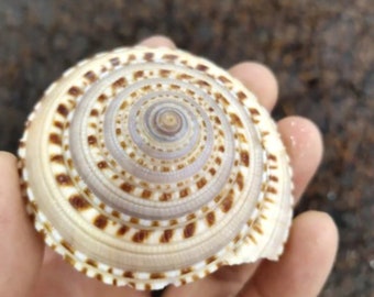 LARGE Natural conch shells conch fish tank  Aquarium Landscaping Home Furnishing Ornaments Home Decoration Natural Seashells