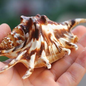 Conchas Mar Naturales, Conchas Caracol, Coral Blanco Estrella Mar  Decoración Acuarios - Mascotas - Temu Mexico