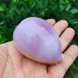 Natural Purple Conch Purple Conch Seashell  shell starfish Craft | Purple Carnelian Cowry Sea Shells Seashells home Decoration  -  6-9cm