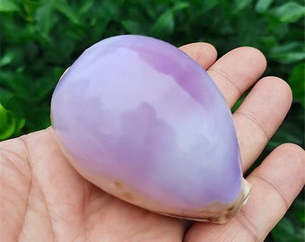 May include: A large, smooth, purple seashell with a pearlescent sheen.