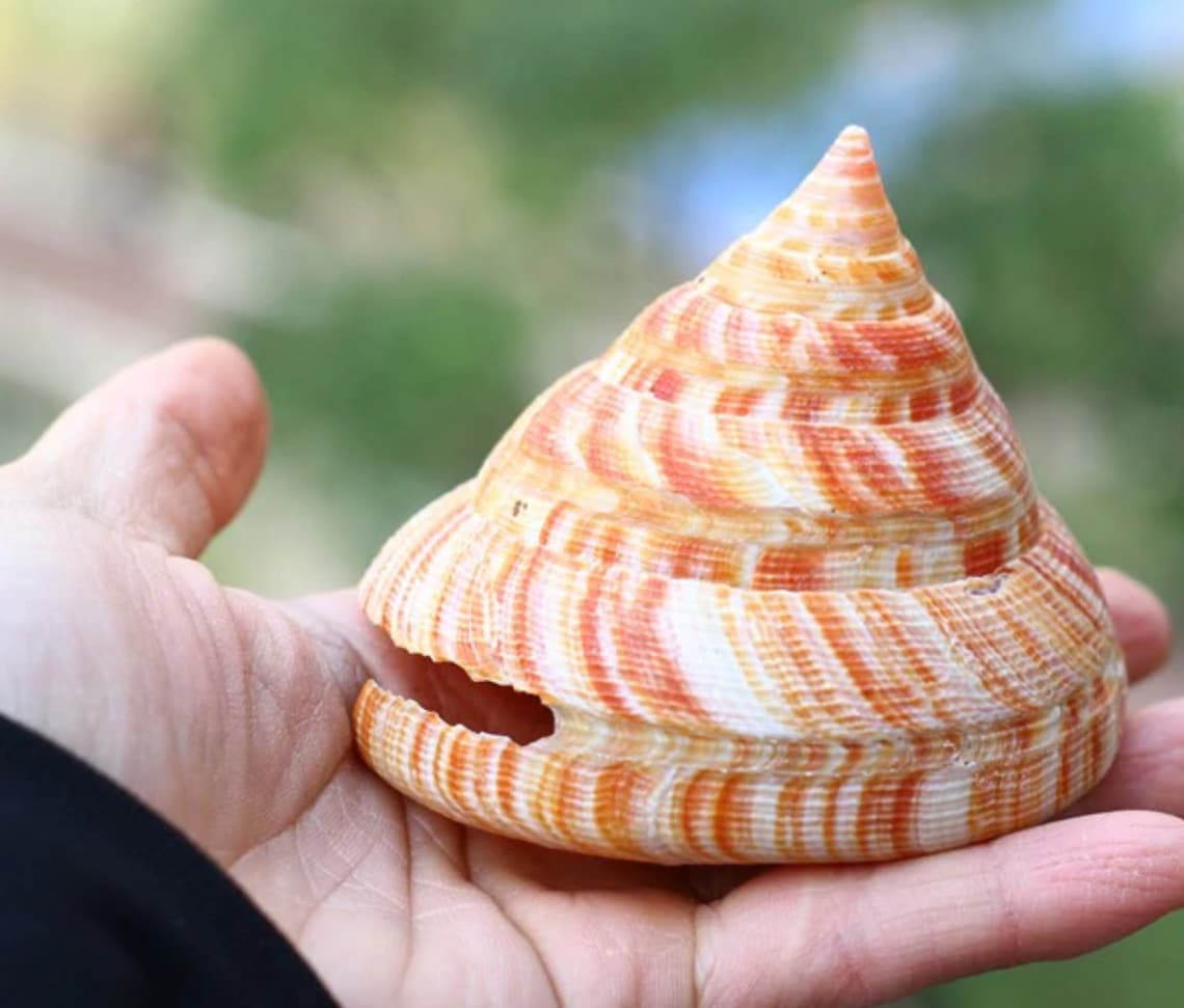 Natural Nautilus Seashell: Rare Conch Shell for Home Decor (6-8CM) - Etsy