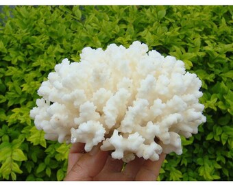 Natural White Coral Tree: Aquarium Home Decor (12-14cm)