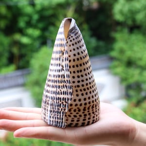 RZADKA DUŻA 8-12 cm Naturalna muszla rzemieślnicza, muszla kukurydziana, skamieniała naturalna muszla morska, ozdoba plażowa