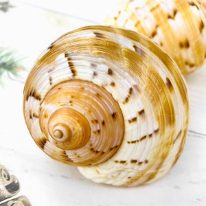 8-10cm LARGE Turban Natural Shell Shell & Conch Fish Tank Aquarium ...
