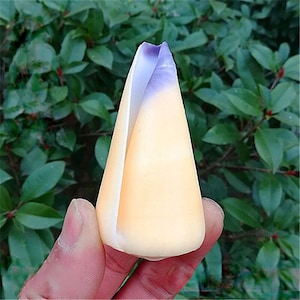 5-9cm Sea Decor natural conch shell snail | Natural Rare Conch Shell Specimen Conch Fish Tank Landscaping Aquarium Decoration