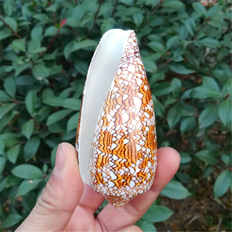 2 Natural Textile Cone Shells: Aquarium Decor (7-9cm) - Etsy
