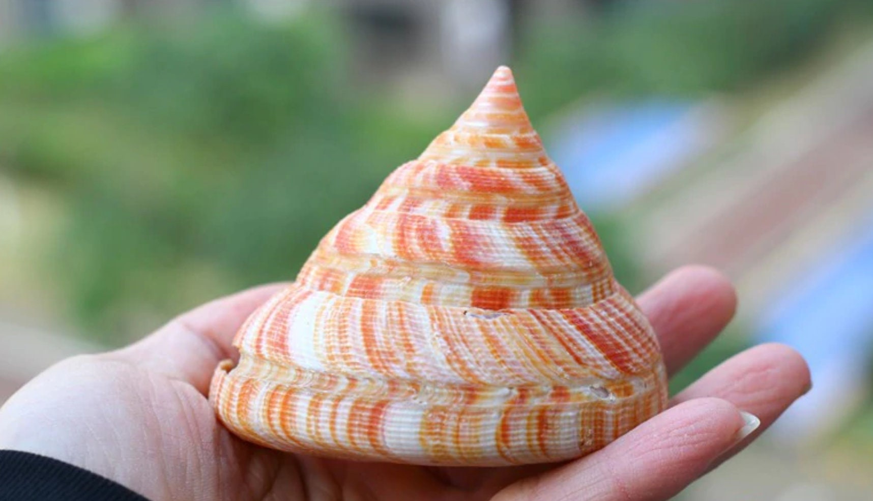 Natural Nautilus Seashell: Rare Conch Shell for Home Decor (6-8CM) - Etsy