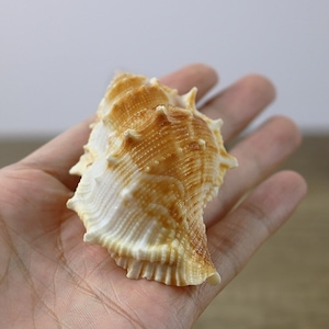 Coquillage naturel : décor marin (4-7 cm)