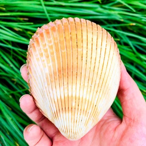 LARGE Natural Seashell Bird Tail Clam Couple Clams Double sided Big Conch Beach Nautical Aquarium Decor Seashell Specimen Beach Decoration