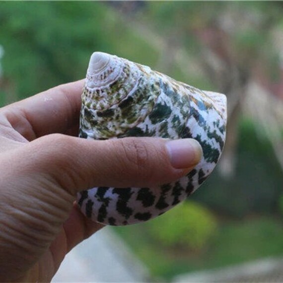 Conchiglia Fascolaria Trapezium 14-15cm - Fossile Da Collezione Kaltner - Foto 2