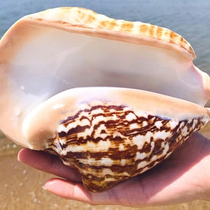 Grote Boeddha-schelp: natuurlijk zeedecor (11-22 cm)