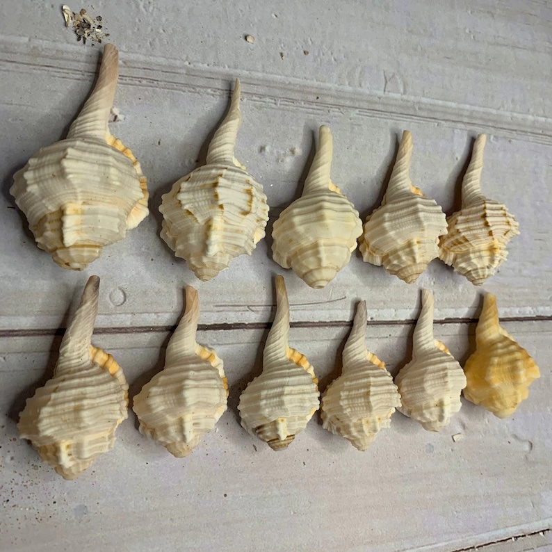 Hermit Crab Sea Decor 57cm Natural Conch Shell Snail Etsy