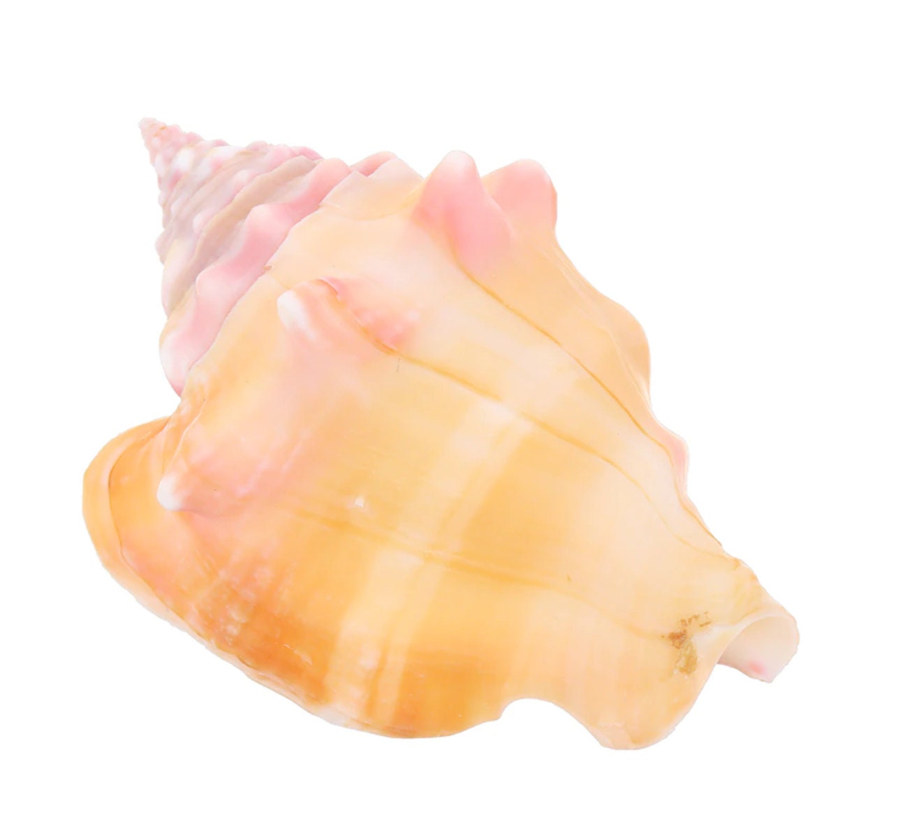 2PCS Natural Seashell Conch Pink Clam Shell Fish Tank Coral
