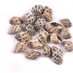 20pcs Natural Nautical Spiral Spot Seashells Ornaments Shells conch shells Shell decoration aquarium Collection jewellry making Decoration