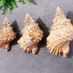 Puede incluir: Tres conchas marinas en espiral de diferentes tamaños. Las conchas son de color marrón claro con intrincados patrones y crestas. Las conchas están dispuestas en una fila sobre un fondo gris.