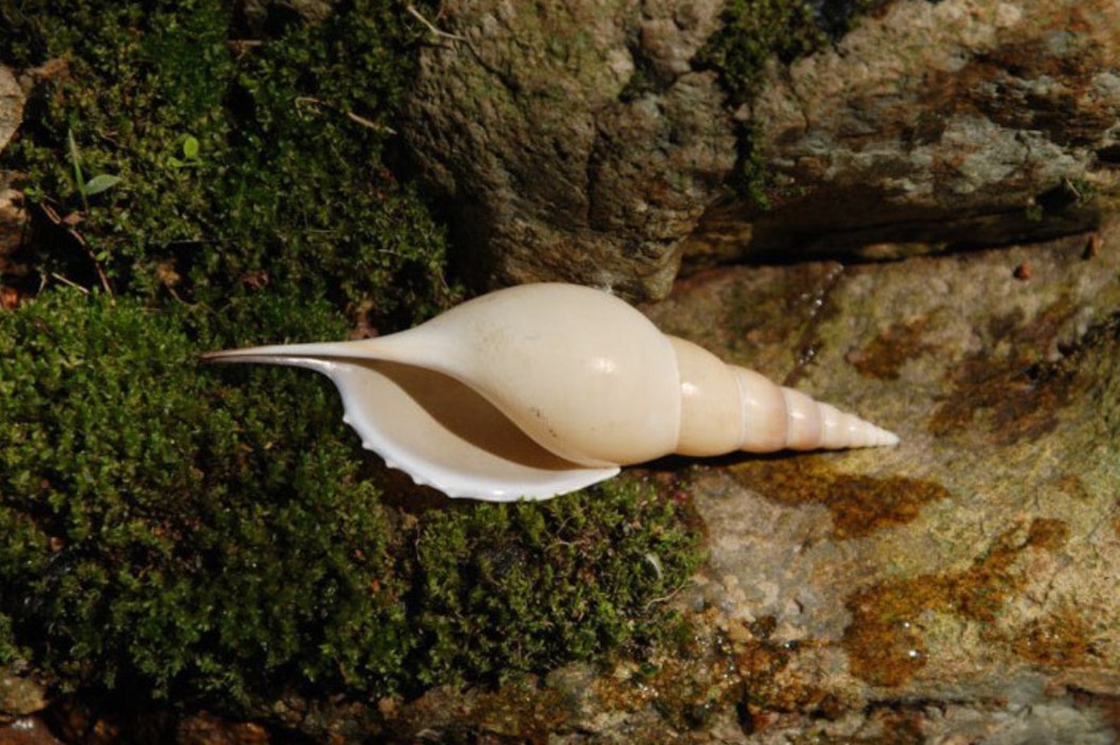 LARGE Rare Natural Conch Shells Long Snails Dafa Screw Etsy UK