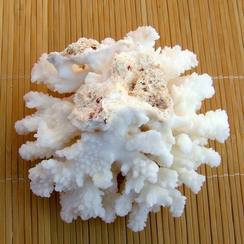 1214cm LARGE Natural Coral Sea White Coral Tree Aquarium Etsy